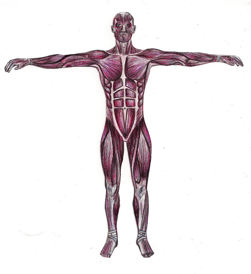 full body anatomy study by globomon on DeviantArt