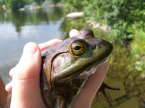 Beastly Bullfrog