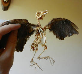 juvenile blackbird skeleton