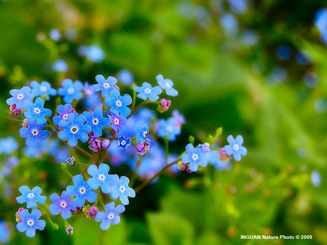 Blue Flowers