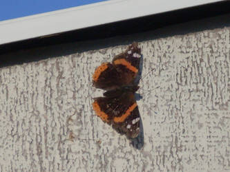 Butterfly On the Wall