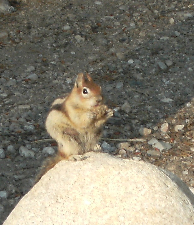 Cute little Chipmunk