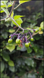 Nightshade Unbloomed?