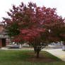 Another Red leaf tree
