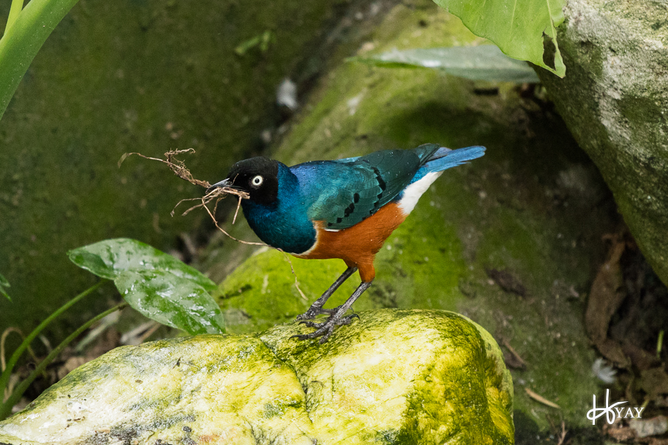 Superb Starling