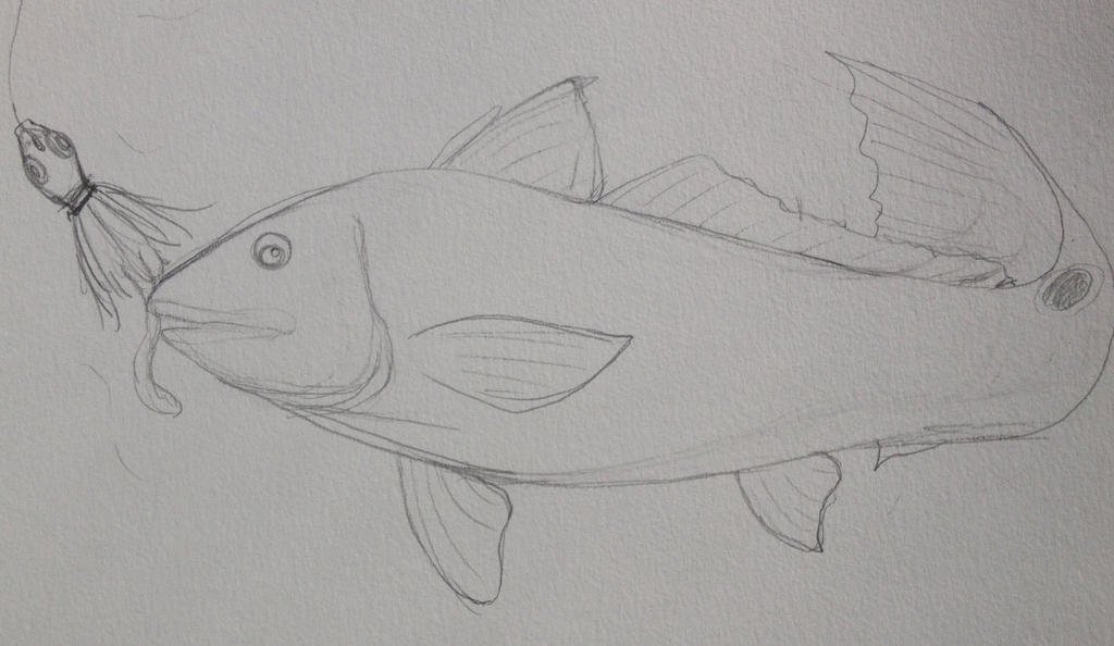 Redfish Sketch by mscannon36 on DeviantArt