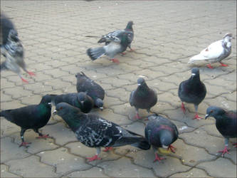 Pigeon's