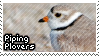 Piping Plover stamp