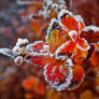 Colorful Frost