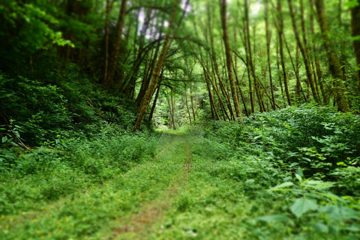 Somewhere in the Oregon Coast Forest