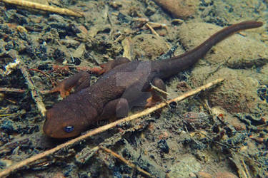 Rough-Skinned Newt