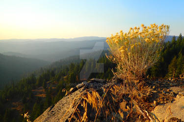 Ochoco National Forest - Sunset Landscape