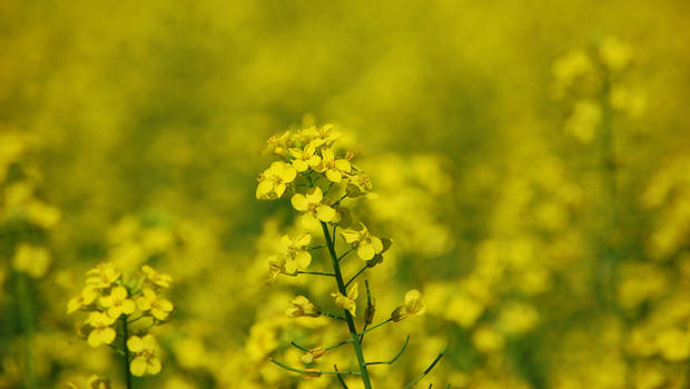 Focused Canola