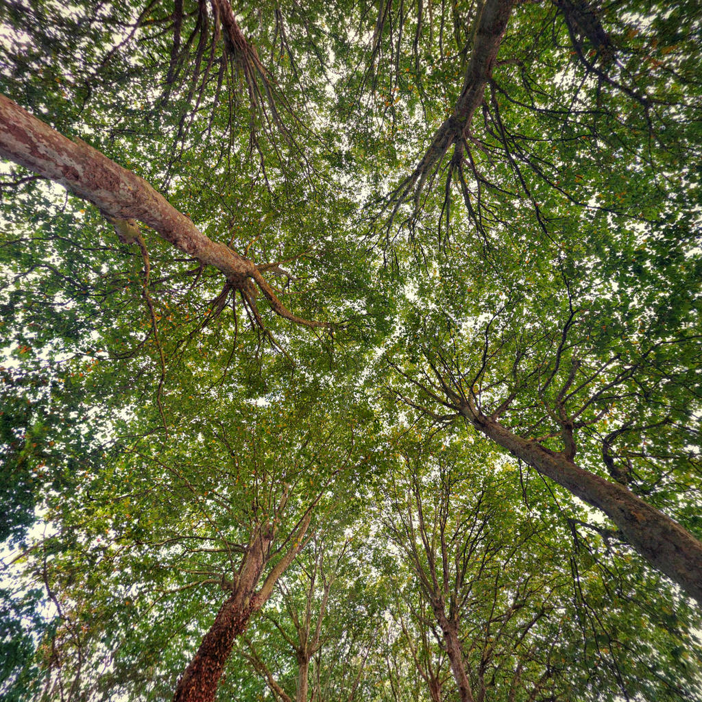 Forest Roof