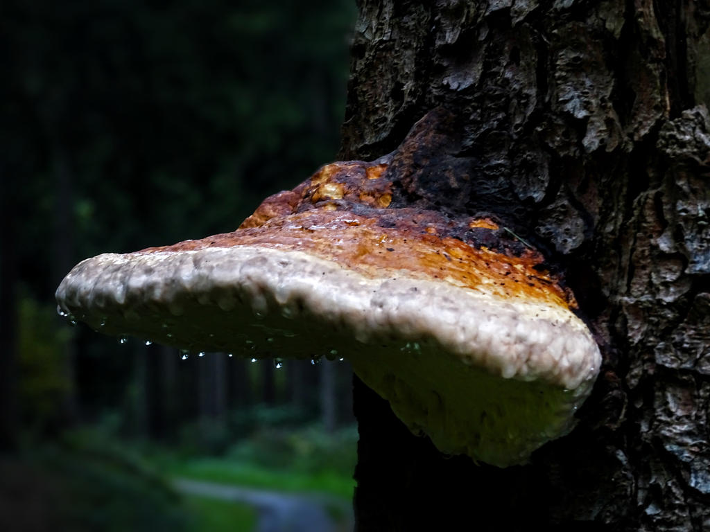 Little chain of light pearls