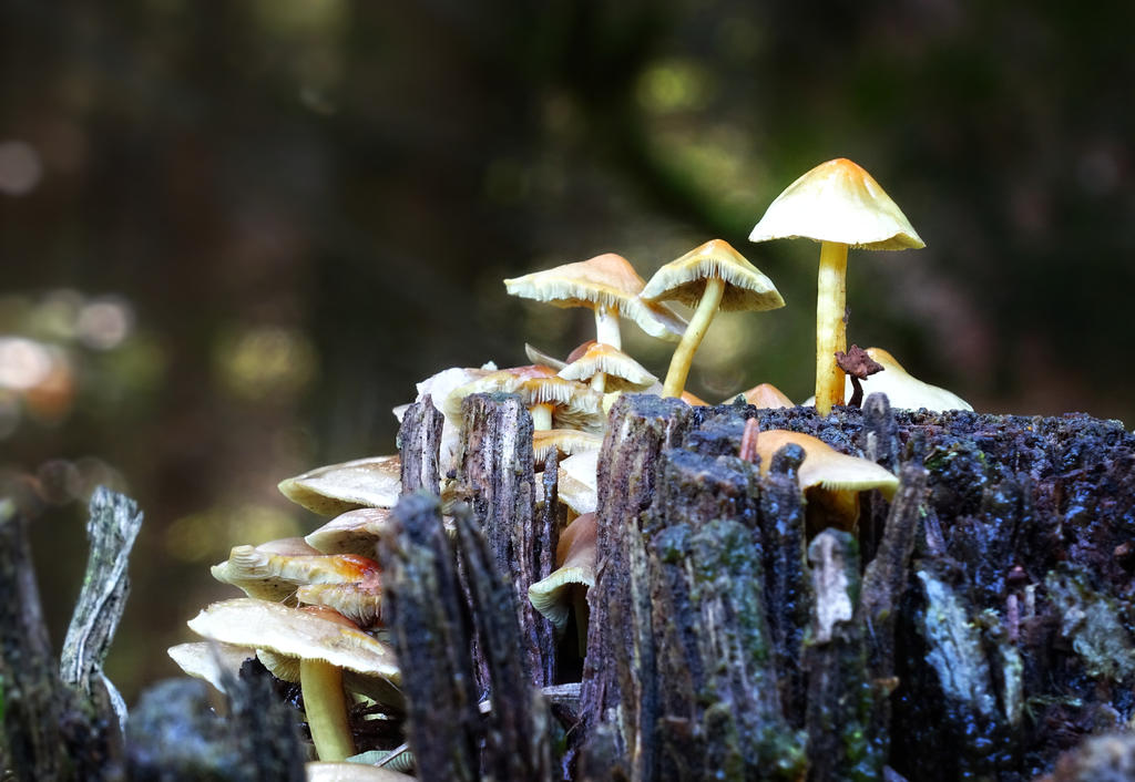 Enchanted mushroom family