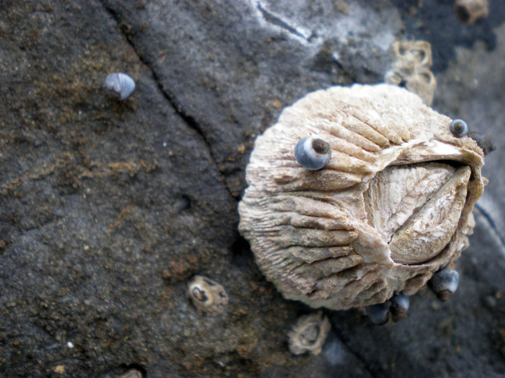 Barnacle Post barnacle by gab17 on DeviantArt