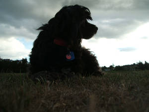 Relaxing at the Park