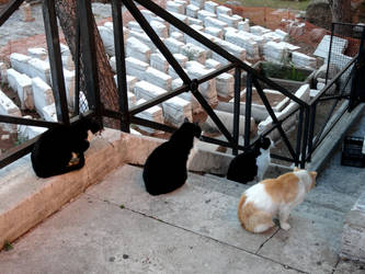 i gatti di roma