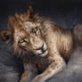 Catamancer Flea-Ridden Lion