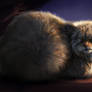 Catamancer Pallas Cat