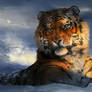 Catamancer Siberian Tiger