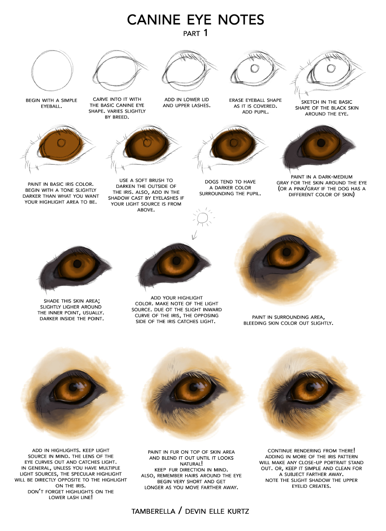 Canine Eye Notes pt 1 by TamberElla