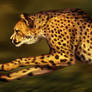 Catamancer Cheetah