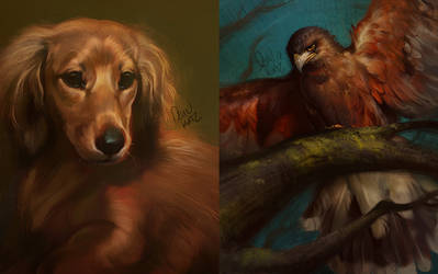 Experimental Pet Portraits