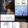 Animal Sketching Tutorial