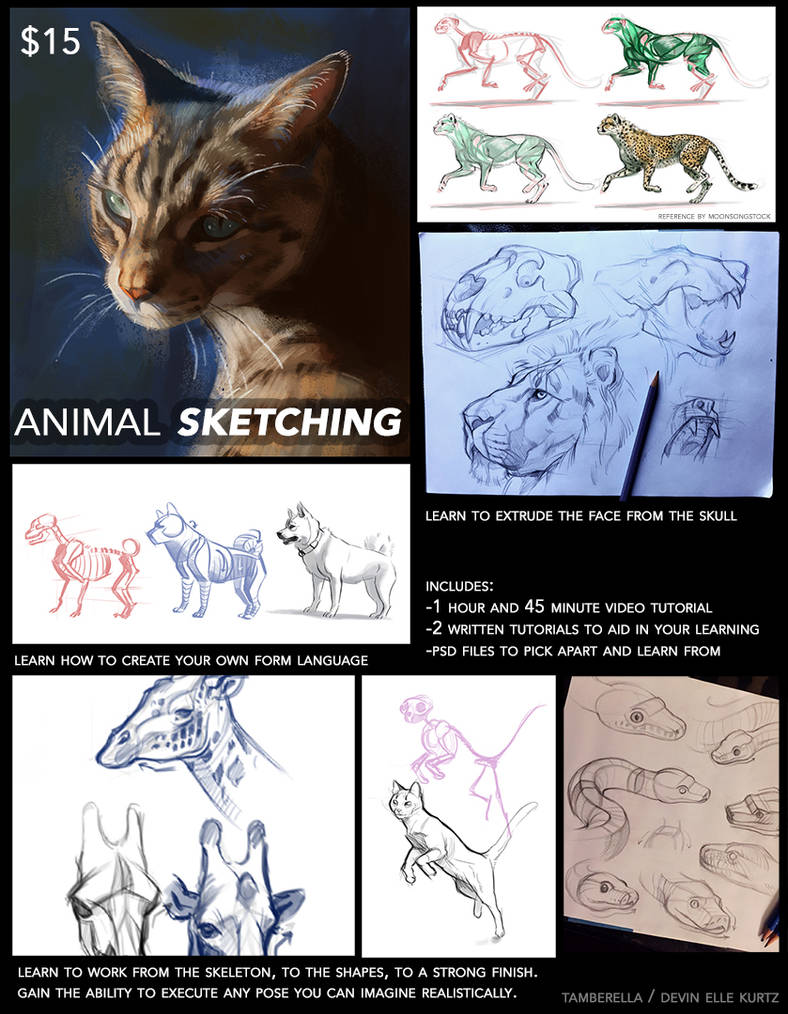 Animal Sketching Tutorial by TamberElla on DeviantArt