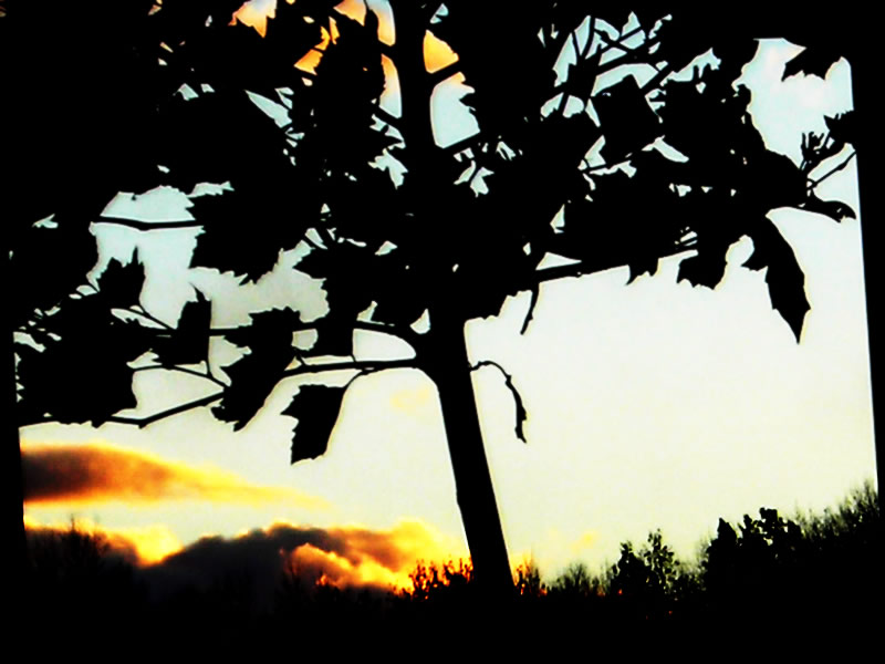 Tree Silhouette