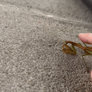 Petting A Preying Mantis GIF