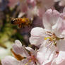 A bee in flight