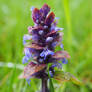 Bugle, Ajuga reptans