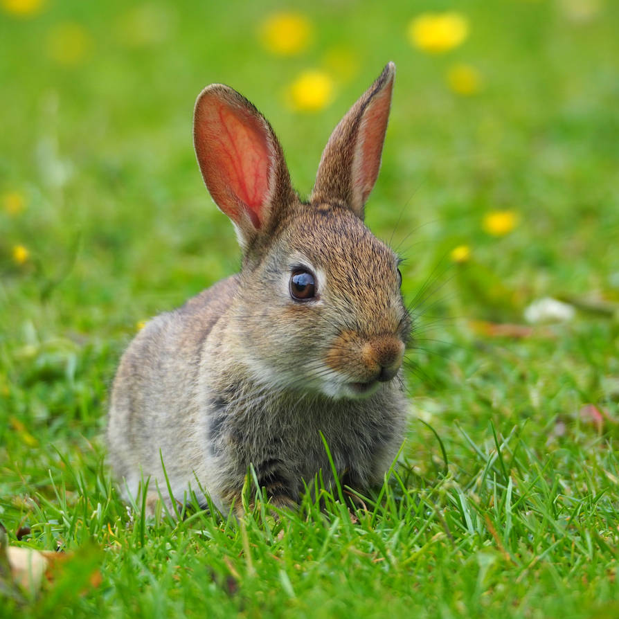 Baby rabbit by KatesWildPlaces on DeviantArt