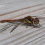 Common Darter Dragonfly (Sympetrum striolatum)