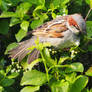 Male house sparrow 2