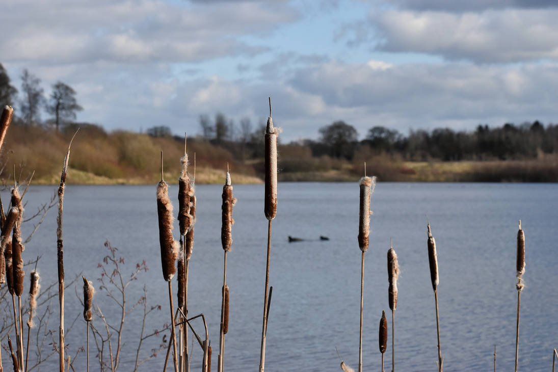 Bull Rushes Gate Bull rushes by KatesWildPlaces on DeviantArt
