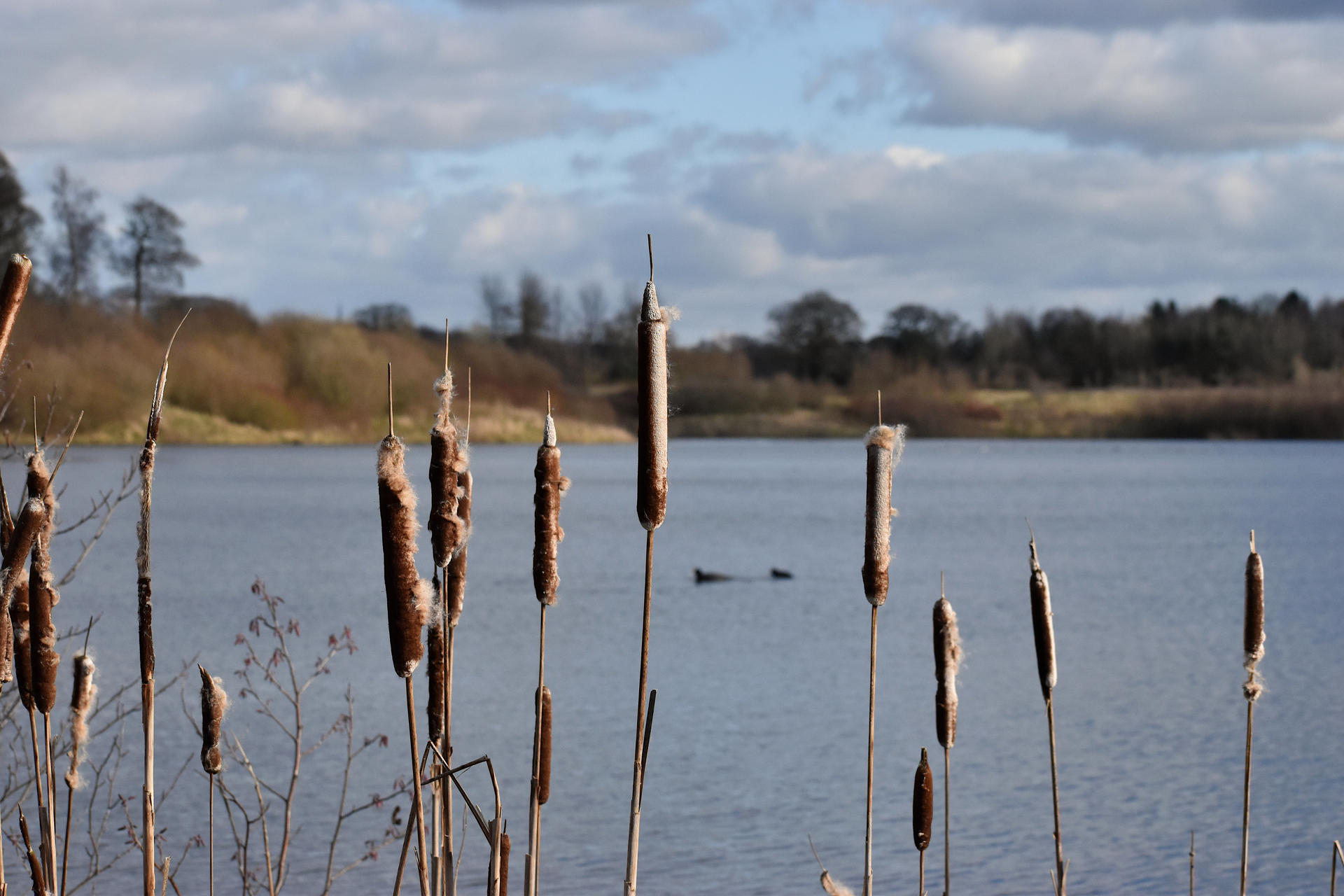Bulll Rushes Bull rushes by KatesWildPlaces on DeviantArt