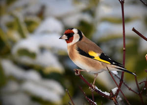 Goldfinch in snow