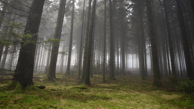 Fog in the forest