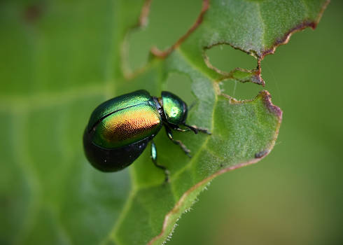 Green dock beetle (Gastrophysa viridula)