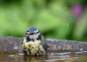 Bath time!