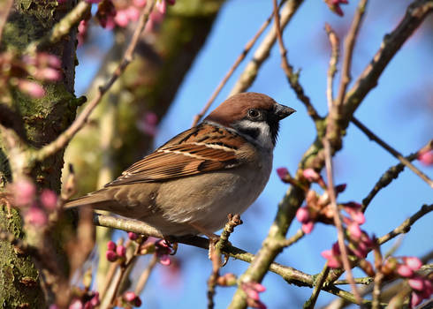 Tree sparrow in blossom