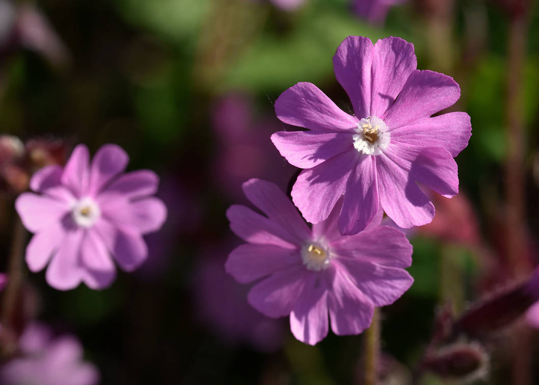 Spring Wildfloweres Spring wildflowers by KatesWildPlaces on DeviantArt