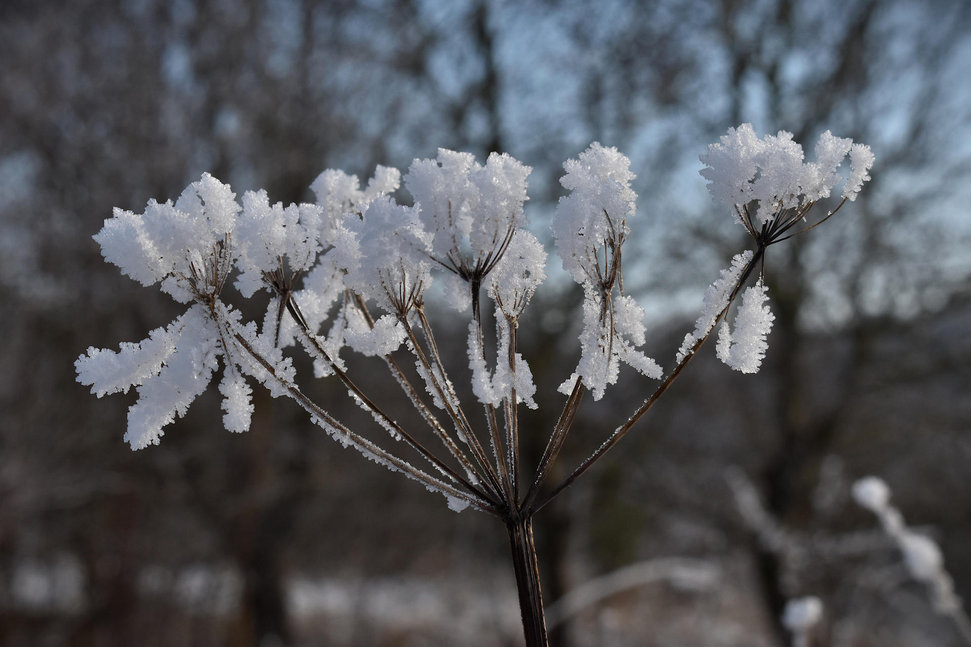 Frosted seed head