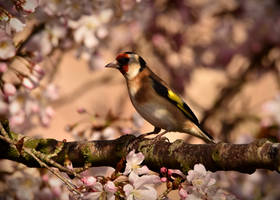 Shadows of spring