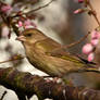 In blossom