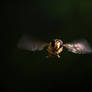 Rainbow wings